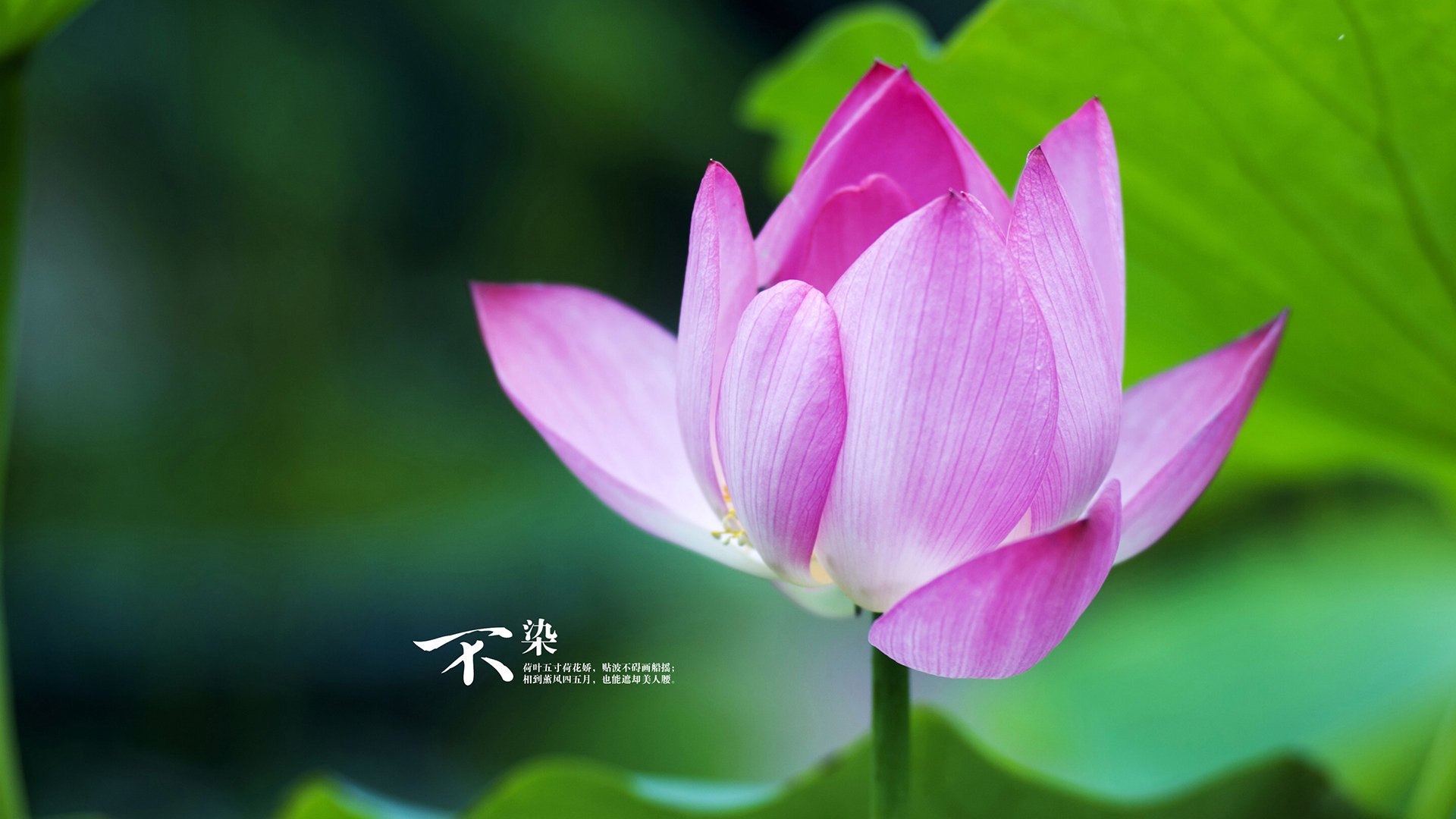 巴斯托尼比巨星还亮眼！阿尔及利亚文明绞肉机撕碎奥地利